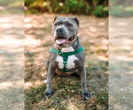 Small #10 American Staffordshire Terrier