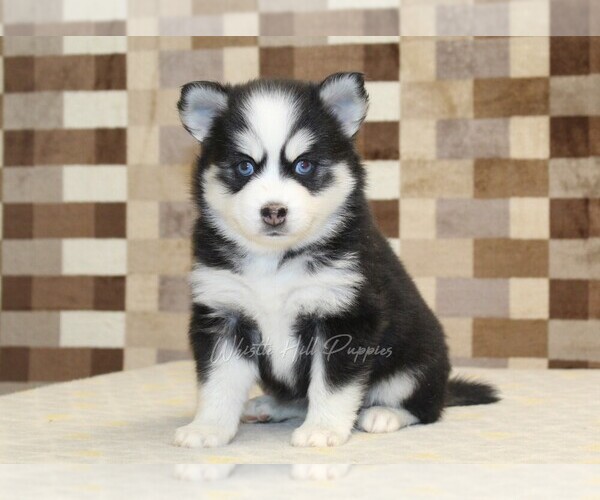 Medium Photo #1 Pomsky Puppy For Sale in DENVER, PA, USA