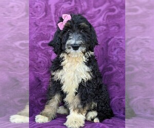 Bernedoodle-Poodle (Standard) Mix Puppy for sale in CHRISTIANA, PA, USA