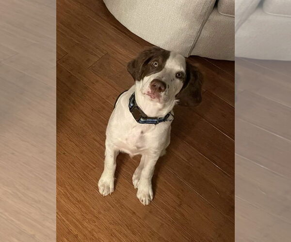 Medium Photo #9 Brittany Puppy For Sale in Curwensville, PA, USA