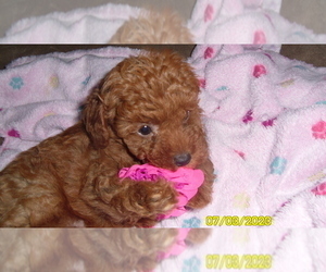 Poodle (Toy) Puppy for sale in DULUTH, GA, USA
