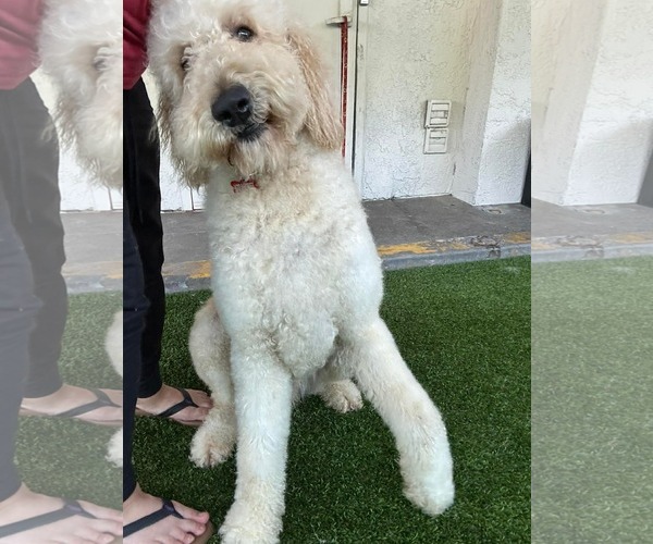 Medium Photo #4 Labradoodle Puppy For Sale in San Diego, CA, USA