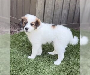 Papillon Dogs for adoption in Mission Viejo, CA, USA