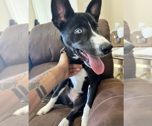 Border Collie-Siberian Husky Mix Dogs for adoption in KINGSLAND, GA, USA