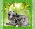 Small #12 Bernedoodle (Miniature)