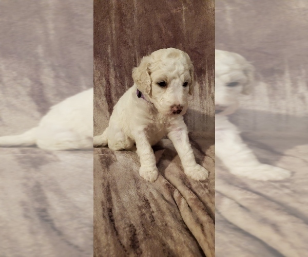 Medium Photo #1 Labradoodle Puppy For Sale in SHERMAN, TX, USA