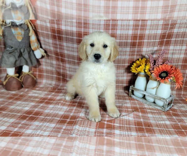 Medium Photo #2 Golden Retriever Puppy For Sale in FALCON, CO, USA