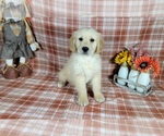 Small Photo #48 Golden Retriever Puppy For Sale in FALCON, CO, USA