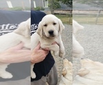 Small #2 Labrador Retriever