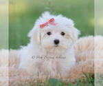 Puppy Pinkie Maltese