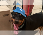 Small #11 Rottweiler