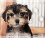 Small #2 Morkie