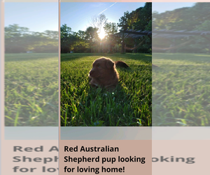 Australian Shepherd Puppy for sale in SPENCER, IN, USA