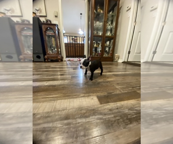 Medium Photo #8 Boston Terrier Puppy For Sale in FREDONIA, KS, USA
