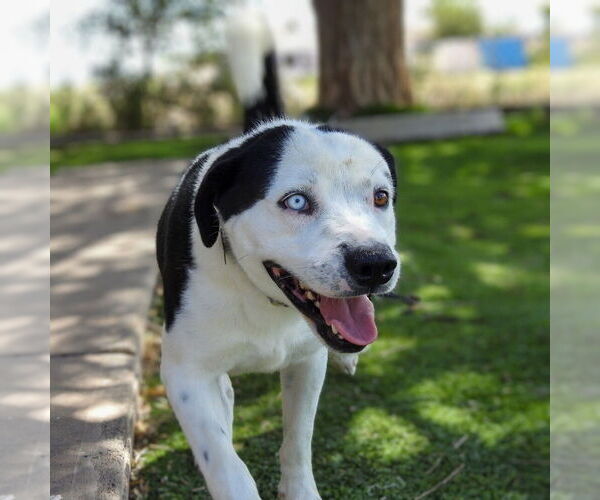 Medium Photo #4 Labrador Retriever-Unknown Mix Puppy For Sale in Vail, AZ, USA
