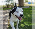 Small #3 Labrador Retriever Mix