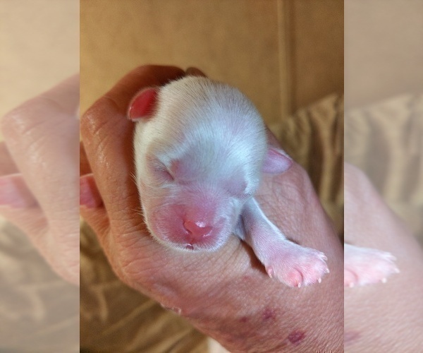 Medium Photo #1 Shih Tzu Puppy For Sale in FANNING SPGS, FL, USA