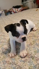 Boston Terrier Puppy for sale in KENT, WA, USA