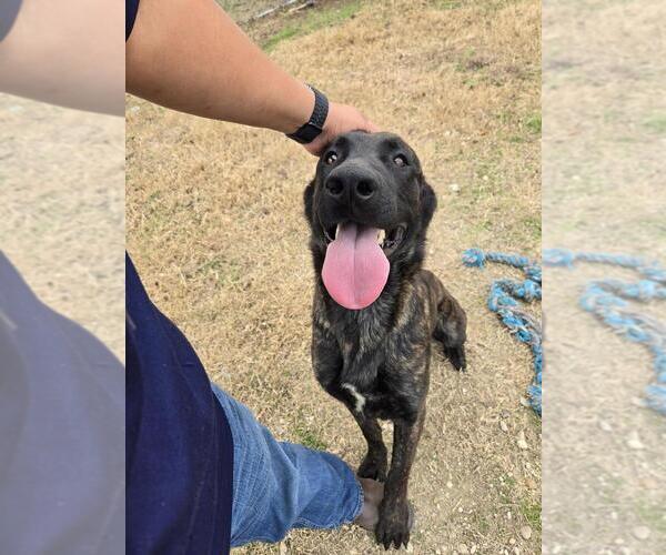 Medium Photo #2 Holland Shepherd-Unknown Mix Puppy For Sale in Imlay City, MI, USA