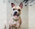 Small #1 American Pit Bull Terrier-American Staffordshire Terrier Mix