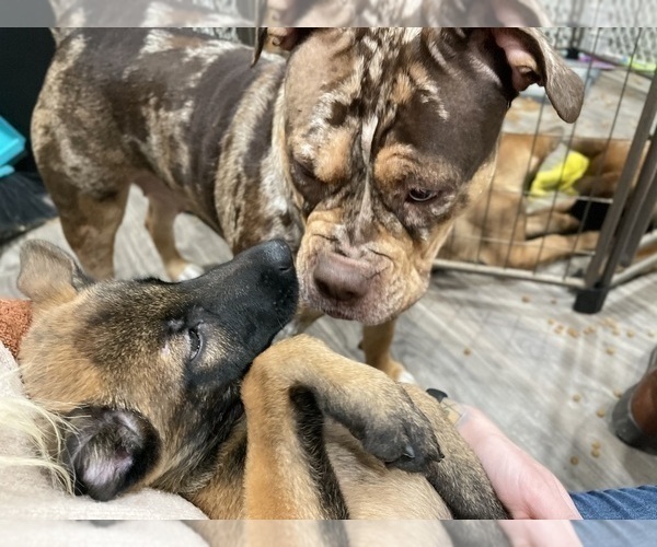 Medium Photo #54 Belgian Malinois Puppy For Sale in REESEVILLE, WI, USA