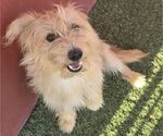 Small #1 Cairn Terrier Mix