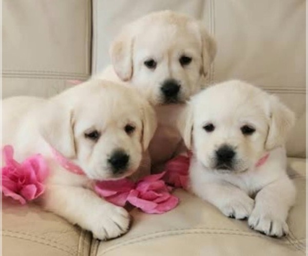 Medium Photo #2 Labrador Retriever Puppy For Sale in ATMORE, AL, USA