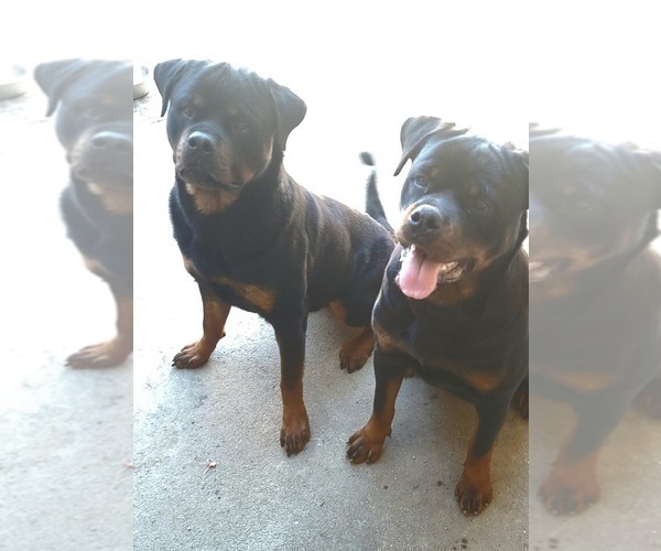 Medium Photo #1 Rottweiler Puppy For Sale in SAN BERNARDINO, CA, USA
