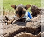 Small #8 Yorkshire Terrier