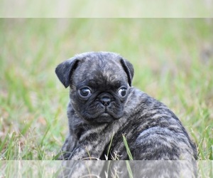 Pug Puppy for sale in PALM COAST, FL, USA