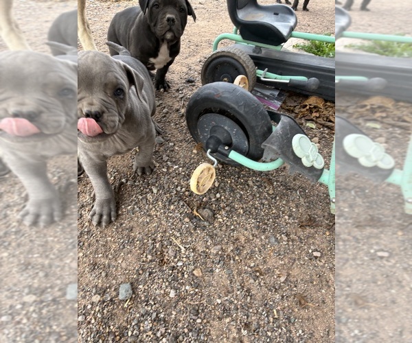 Medium Photo #2 American Bandogge mastiff Puppy For Sale in DEMING, NM, USA