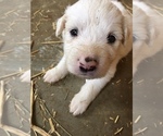 Small Photo #3 Great Pyrenees Puppy For Sale in JEFFERSON, MD, USA