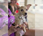 Small Photo #3 Chihuahua-Unknown Mix Puppy For Sale in Morganville, NJ, USA