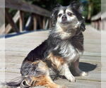 Small #4 Cocker Spaniel-Pembroke Welsh Corgi Mix
