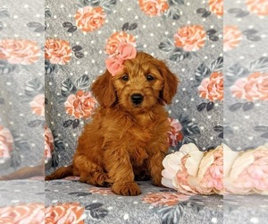 Goldendoodle (Miniature) Puppy for sale in OXFORD, PA, USA