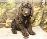 Small Photo #8 Labradoodle Puppy For Sale in SHAWNEE, OK, USA