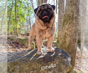 Father of the Pug puppies born on 07/05/2025