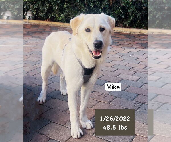 Medium Photo #9 Labrador Retriever Puppy For Sale in West Hollywood, CA, USA