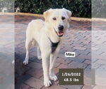 Small #8 Labrador Retriever
