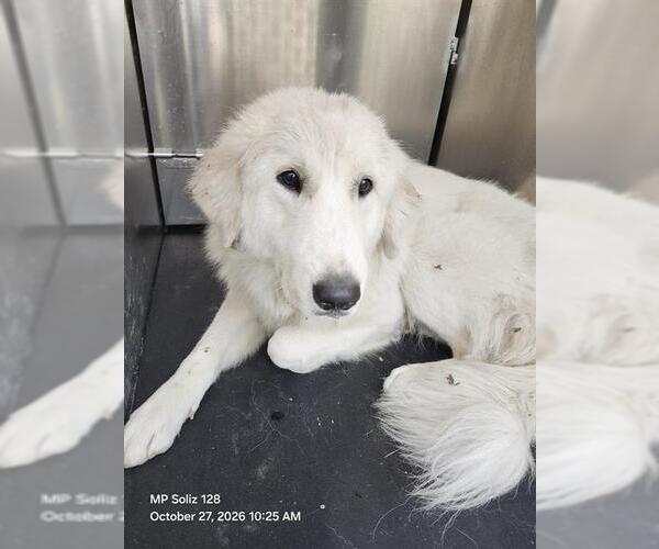 Medium Photo #1 Great Pyrenees-Unknown Mix Puppy For Sale in San Antonio, TX, USA