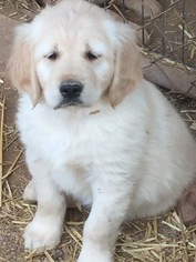 Golden Retriever Puppy for sale in SCOTTSDALE, AZ, USA