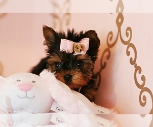 Yorkshire Terrier Puppy for sale in NAPLES, FL, USA