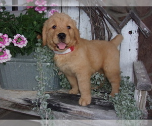 Golden Retriever Puppy for Sale in SUGARCREEK, Ohio USA