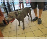 Small American Pit Bull Terrier