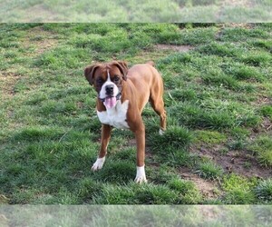 Father of the Boxer puppies born on 08/17/2025