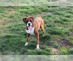 Small Photo #1 Boxer Puppy For Sale in SHIPSHEWANA, IN, USA