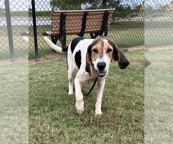 Medium Photo #1 Coonhound Puppy For Sale in Evansville, IN, USA