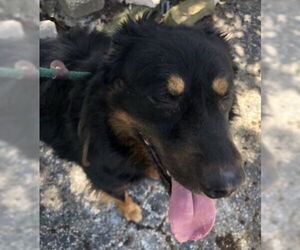 Apollo - Male Bernese Mountain Dog-Collie Mix Dog for Adoption - Photo #10