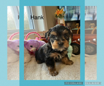 Puppy Puppy 2 Yorkshire Terrier