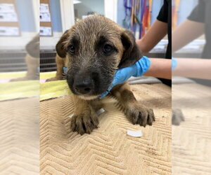 Mutt Dogs for adoption in Riverside, CA, USA